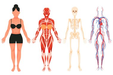 Anatomy of adult woman flat icons set. Science about human body, vein and nervous system, muscle and bones. Skull, skeleton of pelvis, spine and chest. Color isolated illustrations