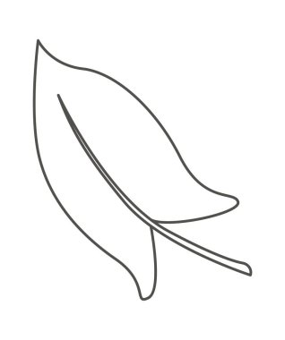 Leaf of tropical plant line art design element. Vector illustration