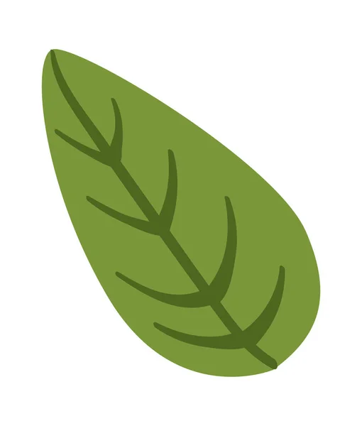 Ízletes Leveles Zöld Gyógynövény Bazsalikom Növény Tervezési Elem Vektorillusztráció — Stock Vector