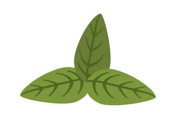 Flavorful Hoja Verde Hierba Elemento Diseño Planta Albahaca Ilustración Vectorial — Archivo Imágenes Vectoriales