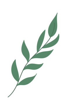 Dekor buketleri için yeşil dallar. Vektör illüstrasyonu