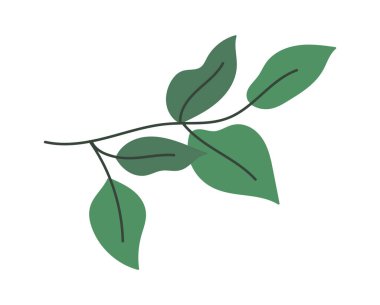 Dekor buketleri için yeşil dallar. Vektör illüstrasyonu