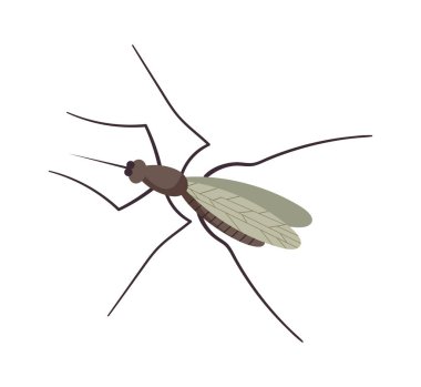 Küçük uçan sivrisinek. Vektör illüstrasyonu