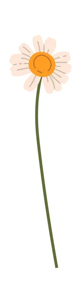 Χαμομήλι Λουλούδι Stem Vector Εικονογράφηση — Διανυσματικό Αρχείο