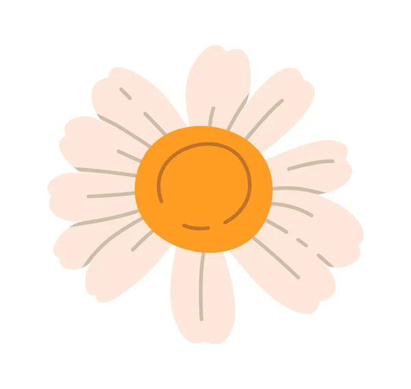Kamomill Flower Head Vector Illustration — Stock vektor