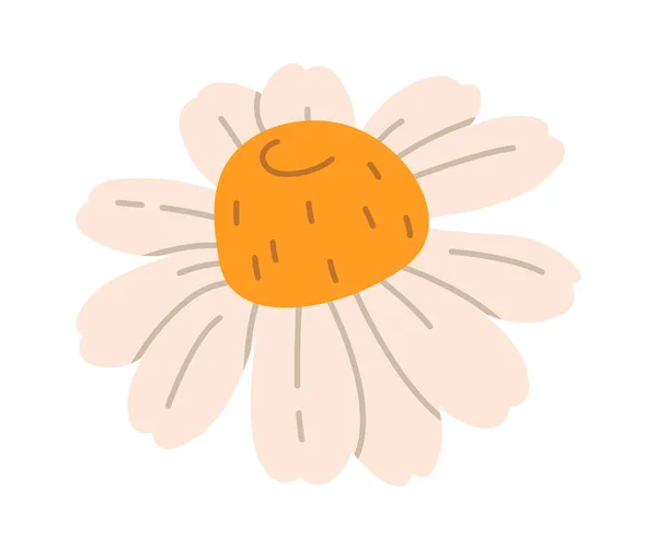 Χαμομήλι Flower Head Διανυσματική Απεικόνιση — Διανυσματικό Αρχείο