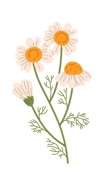 Illustration Vectorielle Branche Des Fleurs Camomille — Image vectorielle