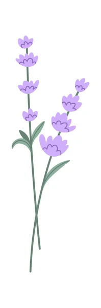 Levandulové Květiny Svačiny Vektorové Ilustrace — Stockový vektor