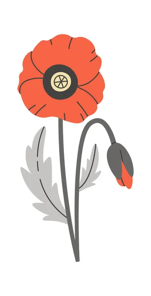 Poppy Dziki Kwiat Kwiatowy Wektor Ilustracja — Wektor stockowy