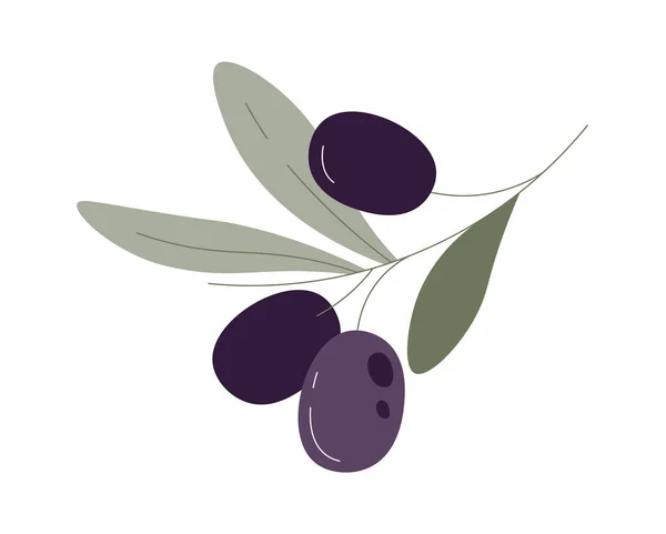Оливковые Плоды Ветвях Листьями — стоковый вектор