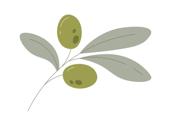 Olivové Plody Větvi Listy Vektorové Ilustrace — Stockový vektor