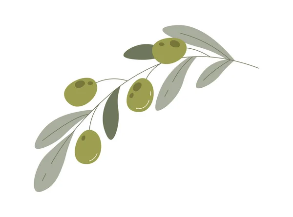 葉のある枝にオリーブの実 Vector Illustration — ストックベクタ