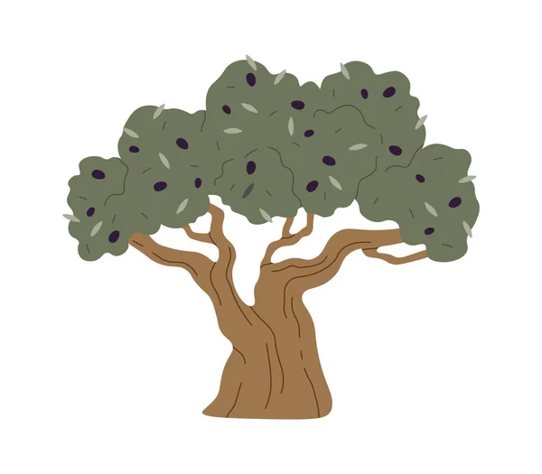 Olivolja Träd Vektor Illustration — Stock vektor