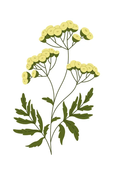 Tansy Wildflowers Leaves Vector Illustration — Stockový vektor