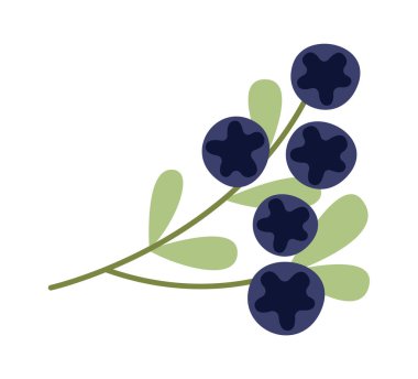 Yabanmersinli Böğürtlen Şube Vektörü İllüstrasyonu