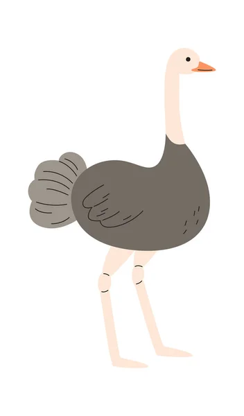 Ficar Avestruz Bird Vector Ilustração — Vetor de Stock
