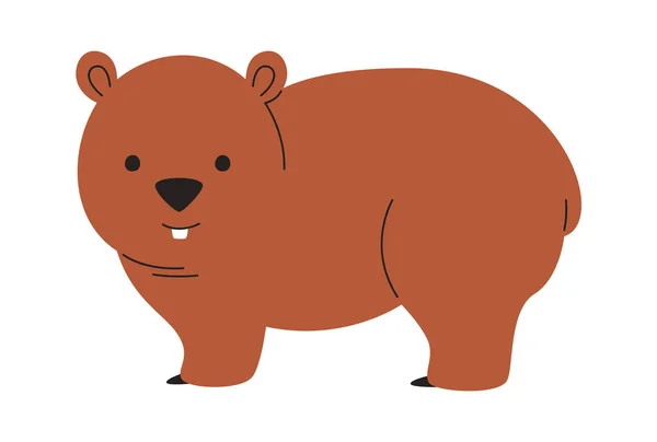 Pobyt Wombat Zwierząt Wektor Ilustracja — Wektor stockowy