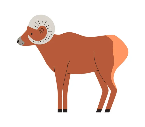 Illustrazione Vettoriale Animale Della Pecora Bighorn — Vettoriale Stock