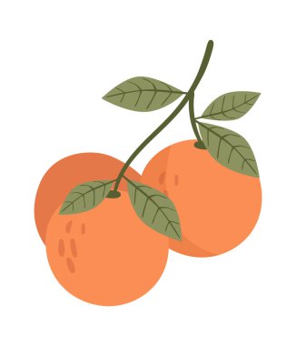 Şube Vektörü Resiminde Turuncu Meyveler