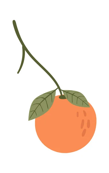 Fruta Laranja Ilustração Vetorial Ramo —  Vetores de Stock