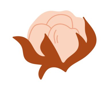 Pamuk Çiçeği Baş Vektör İllüstrasyonu