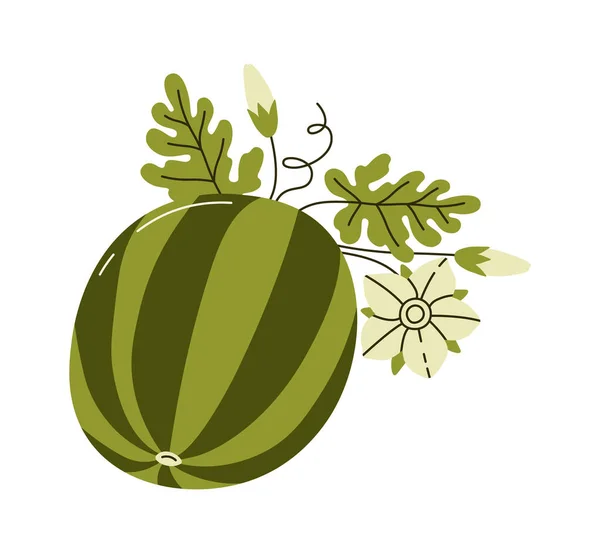 Wassermelone Mit Blättern Vektor Illustration — Stockvektor