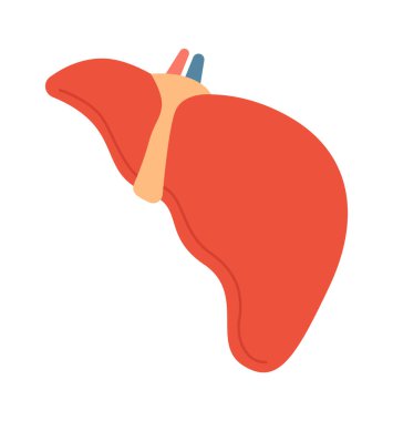 Karaciğer İnsan Organ Vektörü İllüstrasyonu