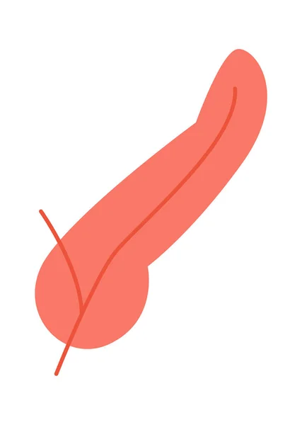 Pancreas Human Organ Vector Illustrazione — Vettoriale Stock