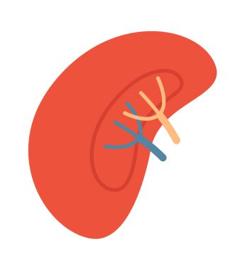 Böbrek İnsan Organ Vektörü İllüstrasyonu