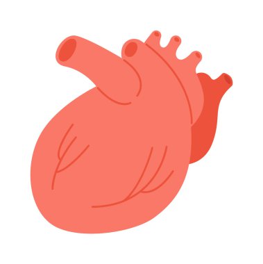 Kalp İnsan Organ Vektörü İllüstrasyonu