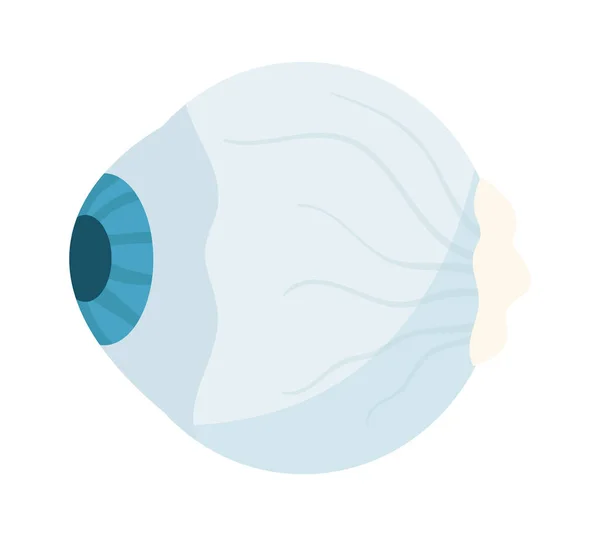 人間の眼の解剖図ベクトルイラスト — ストックベクタ