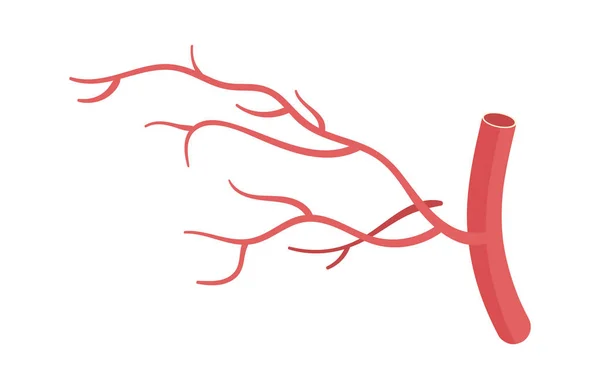 Ilustracja Wektora Nauki Naczyniach Krwionośnych — Wektor stockowy