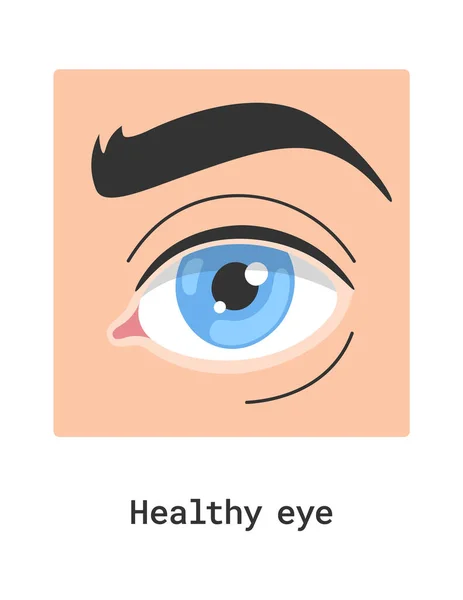 Ilustração Humana Saudável Vetor Olho — Vetor de Stock