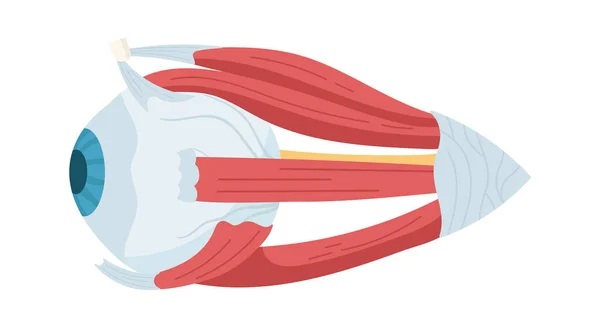 Anatomía Del Ojo Humano Vector Ilustración — Vector de stock