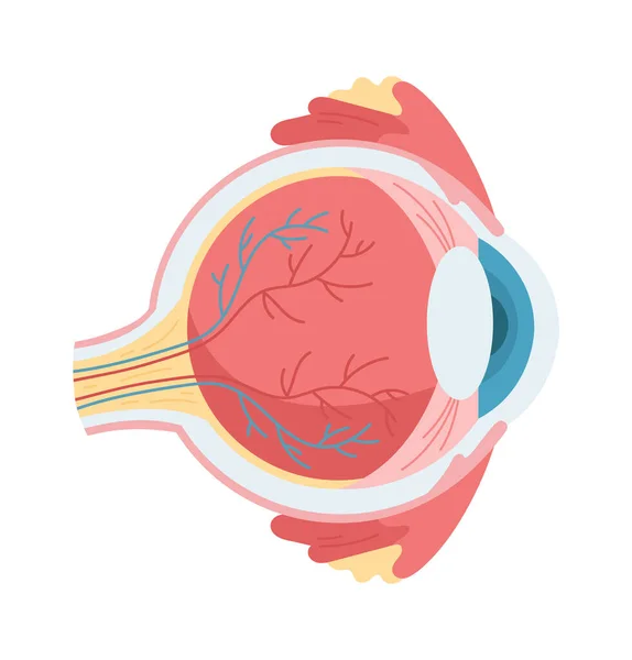stock vector Anatomy Of Human Eye Vector Illustration