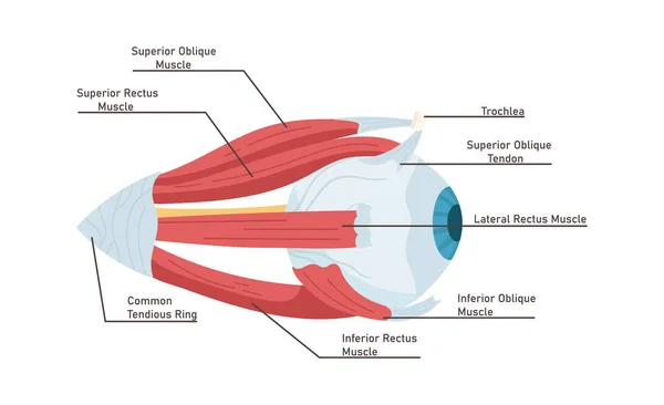 Anatomia Dell Illustrazione Del Vettore Dell Occhio Umano — Vettoriale Stock