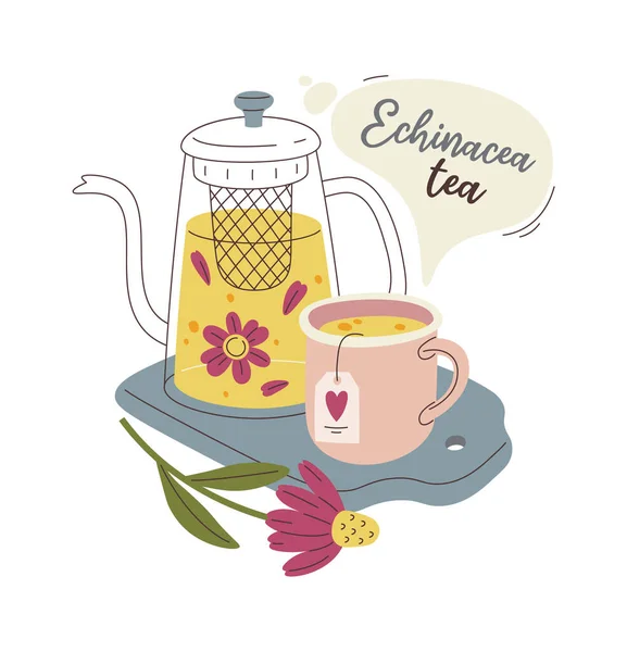Echinacea Çay Bileşimi Vektör Llüstrasyonu — Stok Vektör