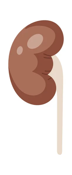 Εικονογράφηση Διανύσματος Ανθρώπινου Οργάνου Νεφρού — Διανυσματικό Αρχείο