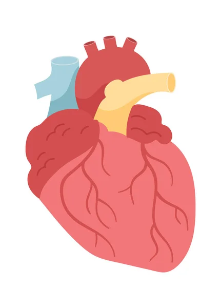 Ilustración Vectores Órganos Del Corazón Humano — Archivo Imágenes Vectoriales
