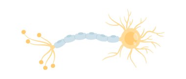 İnsan Sinir Hücresi Vektörü İllüstrasyonu