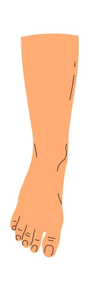 Hand Drawn Human Foot Vector Illustration — Stock Vector