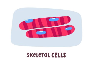 İskelet İnsan Hücreleri Vektör İllüstrasyonu