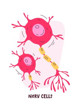 Sinir İnsan Hücreleri Vektör İllüstrasyonu