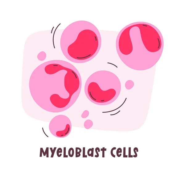 stock vector Myeloblast Human Cells Vector Illustration