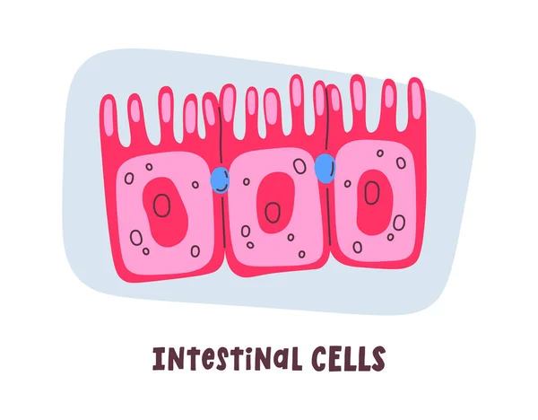 Intestinal Human Cells Vector Illustration — Stock Vector