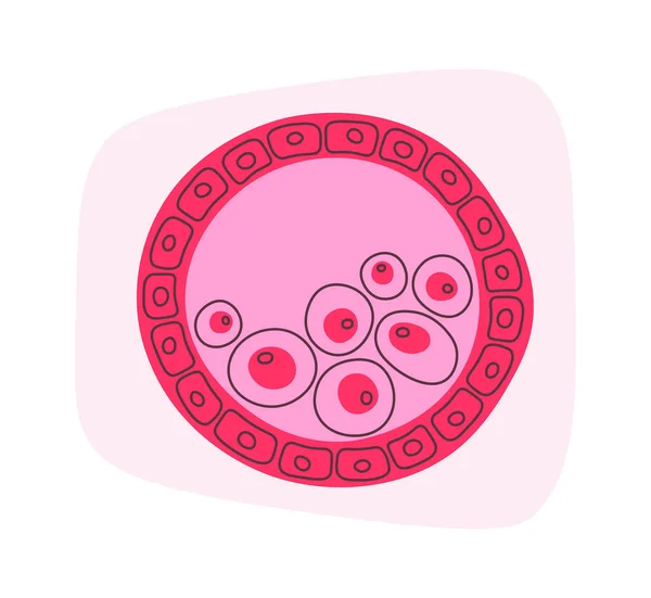 Blastocisto Células Humanas Vector Ilustración — Archivo Imágenes Vectoriales