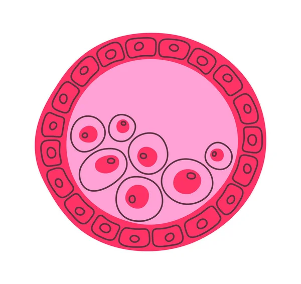 Blastocisto Ilustración Vectores Células Humanas — Archivo Imágenes Vectoriales