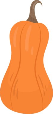 Balkabağı Sebze Olgun Vektör İllüstrasyonu