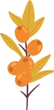 Sea Buckthorn Şube Vektörü İllüstrasyonu