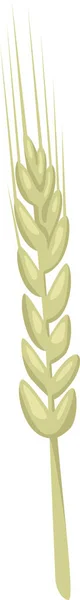 Barley Plant Ear Vector Illustration — Stock Vector